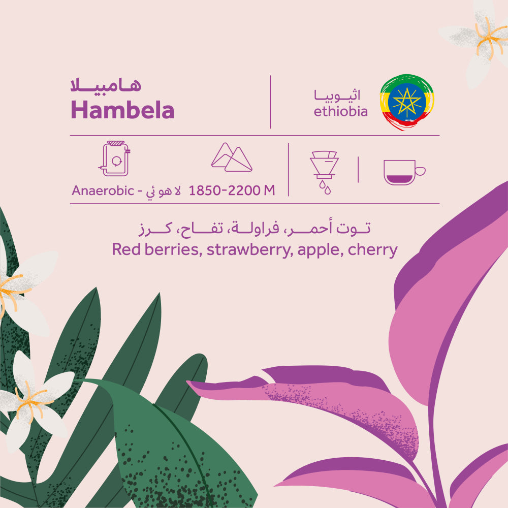 250g - هامبيلا - اثيوبيا